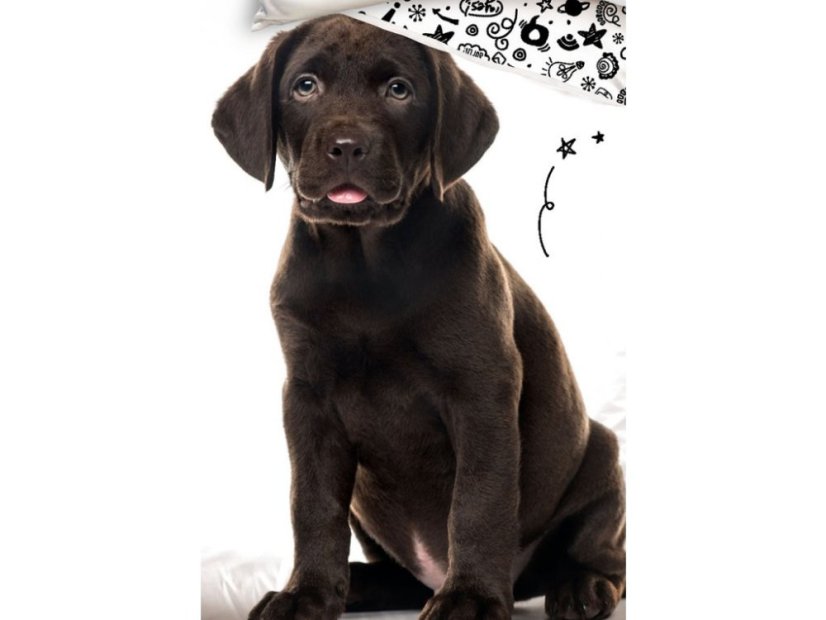 Bavlněné povlečení Štěňátko Hnědý Labrador 140x200 / 70x90 cm