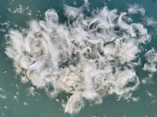 Perový vankúš CLASSIC 70x90 cm 1100 g krémový