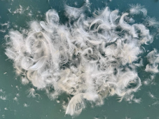 Perový vankúš PREMIUM 70x90 cm 1100 g biely