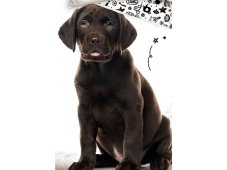 Bavlněné povlečení Štěňátko Hnědý Labrador 140x200 / 70x90 cm