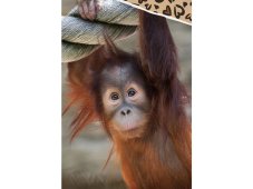 Dětské povlečení Opice Orangutan 140x200 / 70x90 cm
