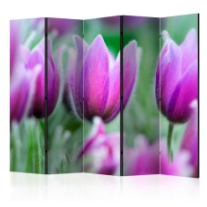 Paraván - Purple spring tulipány [Room Dividers]